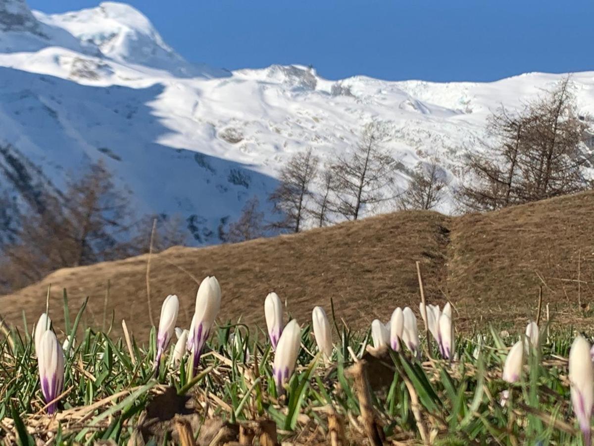 Chalet Birkhahn Saas Fee Eksteriør billede
